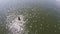 Aerial view of Bryde\'s whale and many birds go hunting on the beach, Eden\'s whale in gulf Thailand.