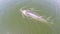 Aerial view of Bryde\'s whale and many birds go hunting on the beach, Eden\'s whale in gulf Thailand.