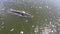 Aerial view of Bryde\'s whale and many birds go hunting on the beach, Eden\'s whale in gulf Thailand.