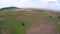 Aerial view buffalo herd and cows in the field dam,Thailand