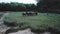 Aerial view of buffalo herd at riverside