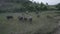 Aerial view of buffalo herd at riverside