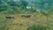 Aerial view of buffalo herd at riverside in beautiful green Chiang Rai area