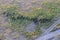 Aerial View of Buffaloes in Serengeti National Park