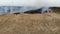 Aerial view of burning field, fly back. Disaster and negative impact on nature