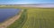 Aerial view bushes strip between rape field and lake