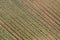 Aerial view cabbage crops on field