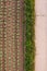 Aerial view cabbage crops on field