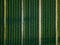 Aerial view of cabbage rows field in agricultural landscape