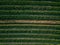 Aerial view of cabbage rows field in agricultural landscape