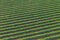 Aerial view of cabbage rows field in agricultural landscape. Cabbage field on a commercial farm. View from drone