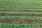 Aerial view of cabbage rows field in agricultural landscape. Cabbage field on a commercial farm. View from drone