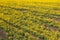 Aerial view of canola rapeseed field in poor condition