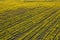 Aerial view of canola rapeseed field in poor condition