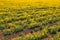 Aerial view of canola rapeseed field in poor condition