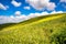 Aerial view capturing a lush green field dotted with bright yellow flowers