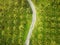 Aerial view of a car driving throuh coconut plantation