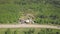 Aerial view of car moving on the countryside road near the cottages surrounded by meadows and forest with coniferous and