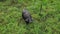 Aerial view of a carabao water buffalo in a field in the philippines