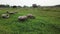 Aerial view cattle egrets and buffaloes together in green field