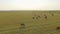 Aerial view cattle group of cows walking slowly over beautiful pasture landscape