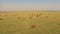 Aerial view cattle group of cows walking slowly over beautiful pasture landscape