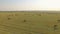 Aerial view cattle group of cows walking slowly over beautiful pasture landscape