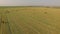 Aerial view cattle group of cows walking slowly over beautiful pasture landscape