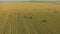 Aerial view cattle group of cows walking slowly over beautiful pasture landscape