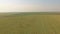 Aerial view cattle group of cows walking slowly over beautiful pasture landscape