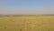 Aerial view cattle group of cows walking slowly over beautiful pasture landscape