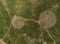 Aerial view of celestial Labyrinths stone mazes in mountains above Novi Vinodolski, Croatia