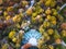 Aerial view of Central park theater in autumn