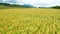 Aerial view of Closeup Beautiful Ripe rice field  at autumn