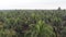 Aerial view of coconut palm trees from drone in rural Indian coconut plantation groove, Kerala.