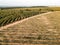 Aerial view of coffee seedlings being irrigated