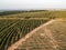 Aerial view of coffee seedlings being irrigated