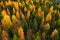 Aerial view of colored forest in autumn. Beautiful autumn forest with red, orange and yellow trees