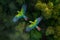 Aerial view of colorful parrots flying over rainforest. Amazing Wildlife. Generative Ai