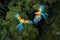 Aerial view of colorful parrots flying over rainforest. Amazing Wildlife. Generative Ai