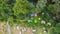 Aerial view of colorful tents in the garden with green plants, and car