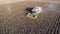 Aerial view combine harvester harvesting on sunflower field. Mechanized harvesting sunflower