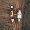 Aerial view of combine pouring harvested corn grains into traile