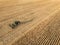 Aerial view on the combine working on the large corn field. Haymaking and harvesting in early autumn on the field. Tractor mows