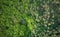 Aerial view of the contact line of coniferous forest and deciduous forest in spring