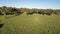 Aerial view of the cork oaks and Pasture Landscape in Alentejo Portugal