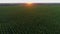 Aerial view corn field at sunset or sunrise, drone shot beautiful summer sun