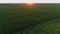 Aerial view corn field at sunset or sunrise, drone shot beautiful summer sun