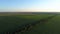 Aerial view corn field in sunset or sunrise, drone shot road around cornfield