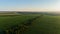 Aerial view corn field in sunset or sunrise, drone shot road around cornfield